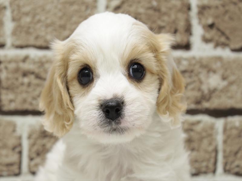 福岡県のハーフ犬・ミックス犬 (ワンラブ福岡総本店/2025年11月16日生まれ/女の子/ブレンハイム)の子犬の1枚目の画像