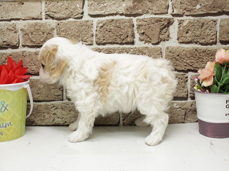 福岡県のハーフ犬・ミックス犬 (ワンラブ福岡総本店/2025年11月16日生まれ/女の子/ブレンハイム)の子犬の2枚目の画像