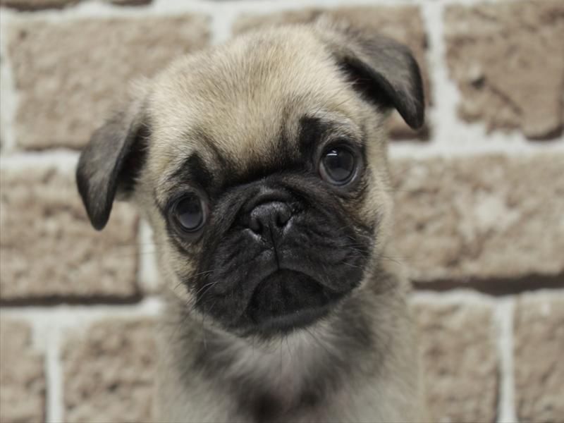 福岡県のパグ (ワンラブ福岡総本店/2025年11月19日生まれ/男の子/フォーン)の子犬の1枚目の画像