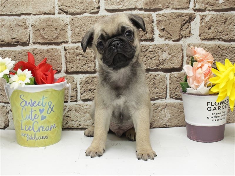 福岡県のパグ (ワンラブ福岡総本店/2025年11月19日生まれ/男の子/フォーン)の子犬の3枚目の画像