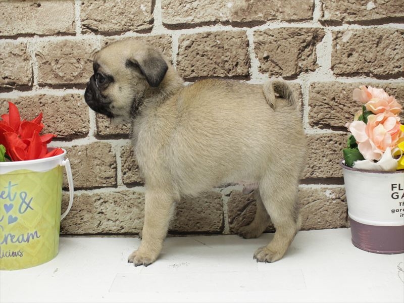 福岡県のパグ (ワンラブ福岡総本店/2025年11月19日生まれ/男の子/フォーン)の子犬の2枚目の画像