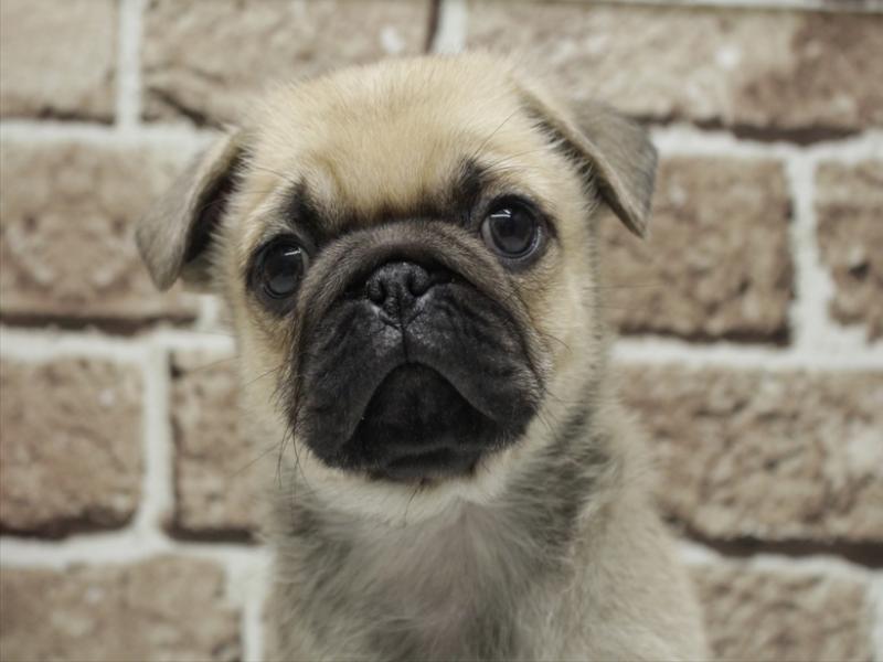 福岡県のパグ (ワンラブ福岡総本店/2025年11月19日生まれ/男の子/フォーン)の子犬の1枚目の画像