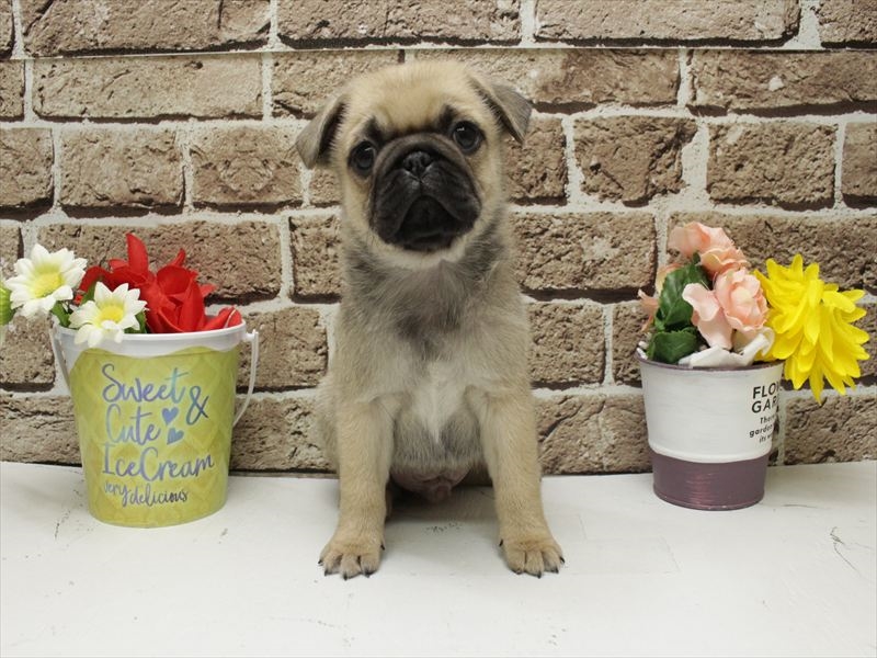 福岡県のパグ (ワンラブ福岡総本店/2025年11月19日生まれ/男の子/フォーン)の子犬の3枚目の画像