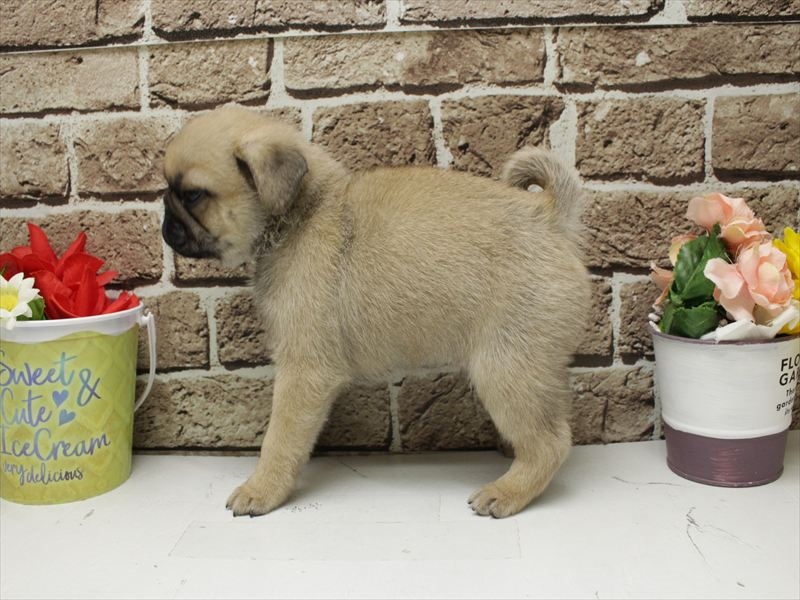 福岡県のパグ (ワンラブ福岡総本店/2025年11月19日生まれ/男の子/フォーン)の子犬の2枚目の画像