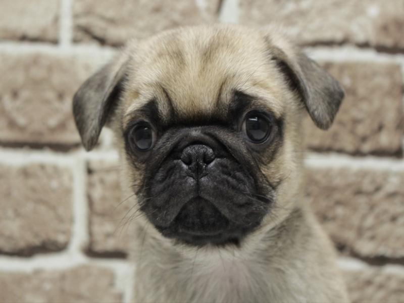 福岡県のパグ (ワンラブ福岡総本店/2025年11月19日生まれ/男の子/フォーン)の子犬の1枚目の画像