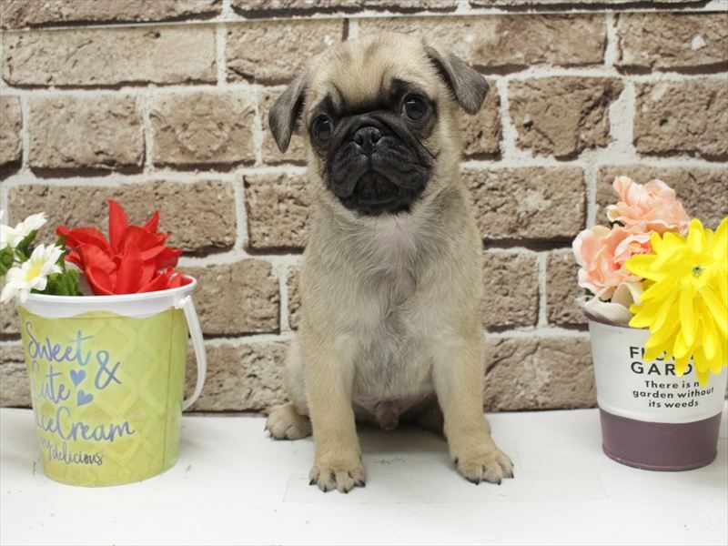 福岡県のパグ (ワンラブ福岡総本店/2025年11月19日生まれ/男の子/フォーン)の子犬の3枚目の画像