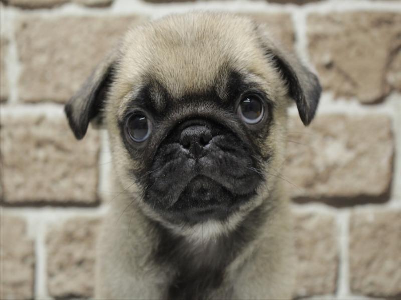 福岡県のパグ (ワンラブ福岡総本店/2025年11月19日生まれ/女の子/フォーン)の子犬の1枚目の画像