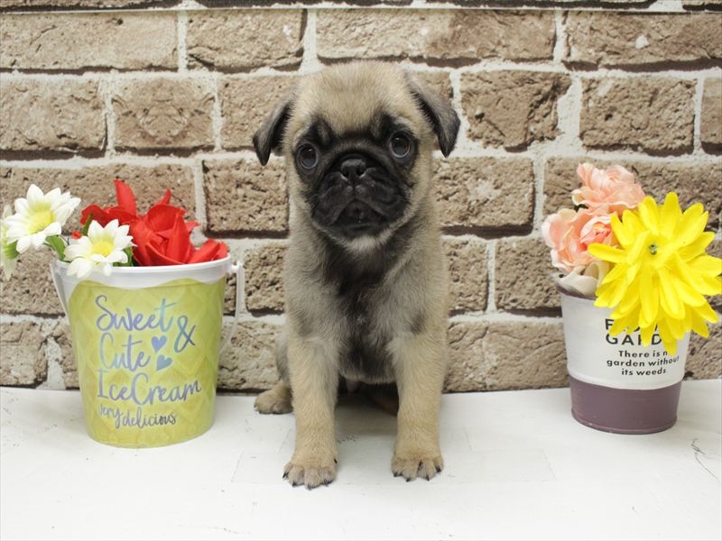 福岡県のパグ (ワンラブ福岡総本店/2025年11月19日生まれ/女の子/フォーン)の子犬の3枚目の画像