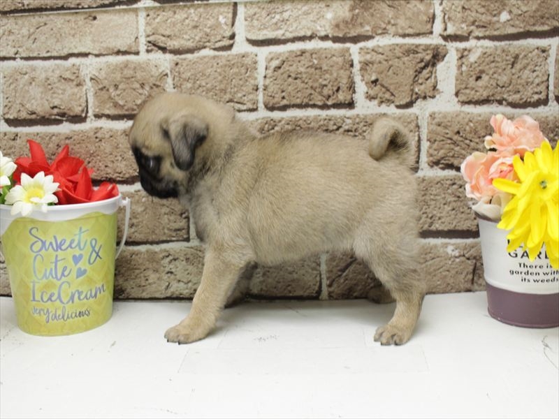 福岡県のパグ (ワンラブ福岡総本店/2025年11月19日生まれ/女の子/フォーン)の子犬の2枚目の画像