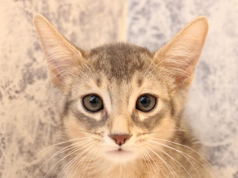 東京都のアビシニアン (ワンラブ有明ガーデン東京本店/2025年11月20日生まれ/男の子/ブルー)の子猫の1枚目の画像