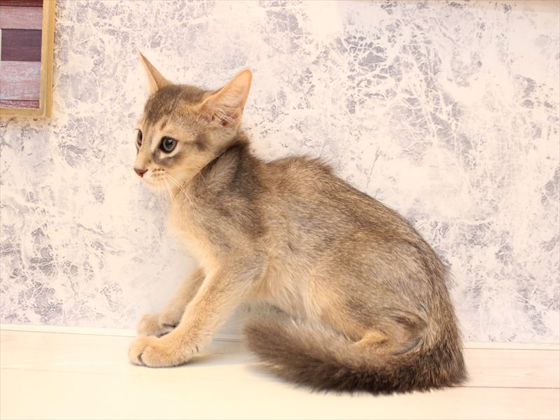 東京都のアビシニアン (ワンラブ有明ガーデン東京本店/2025年11月20日生まれ/男の子/ブルー)の子猫の3枚目の画像