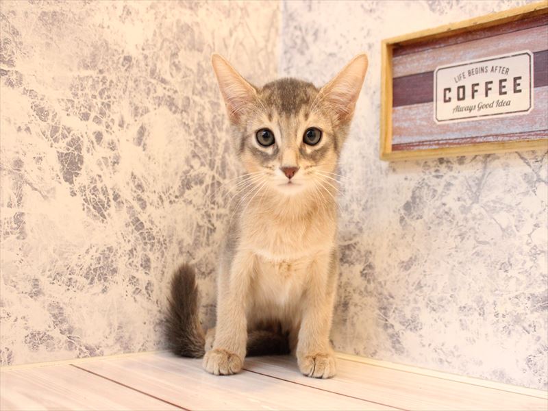 東京都のアビシニアン (ワンラブ有明ガーデン東京本店/2025年11月20日生まれ/男の子/ブルー)の子猫の2枚目の画像