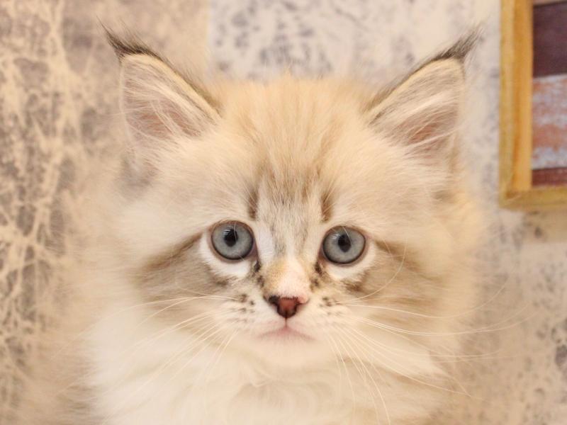 東京都のネヴァマスカレード (ワンラブカインズ町田多摩境店/2025年11月21日生まれ/男の子/シールリンクスポイントホワイト)の子猫の1枚目の画像