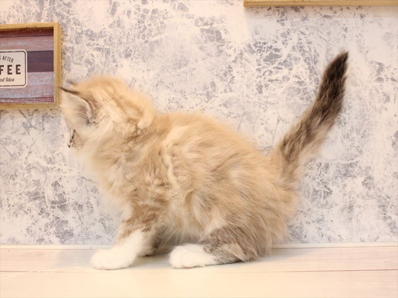 東京都のネヴァマスカレード (ワンラブカインズ町田多摩境店/2025年11月21日生まれ/男の子/シールリンクスポイントホワイト)の子猫の3枚目の画像