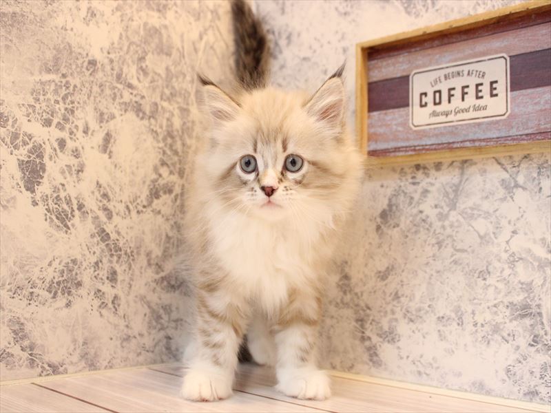 東京都のネヴァマスカレード (ワンラブカインズ町田多摩境店/2025年11月21日生まれ/男の子/シールリンクスポイントホワイト)の子猫の2枚目の画像