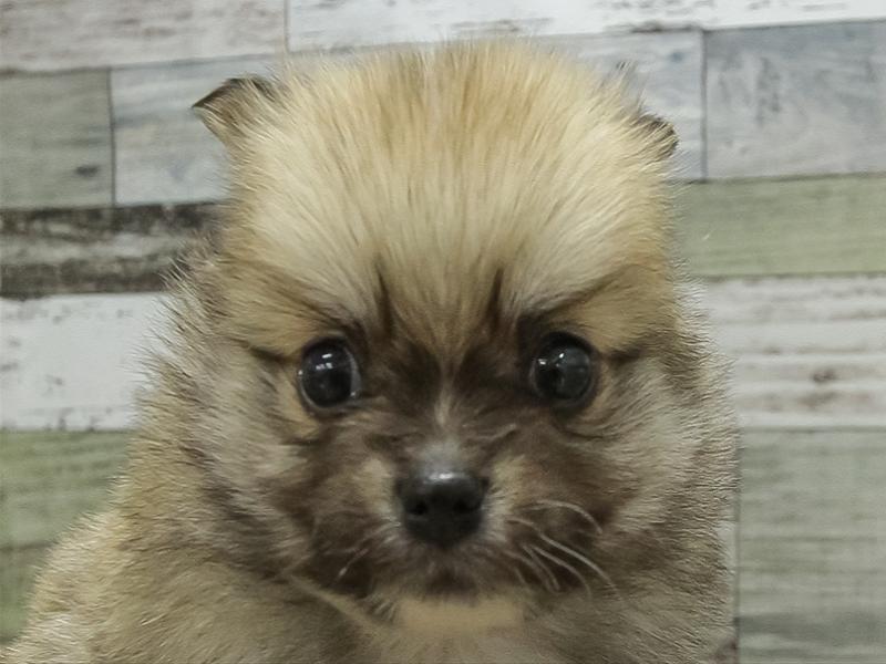 兵庫県のポメチワ/チワポメ/ポメチー(ポメラニアン×チワワ) (ワンラブブルメール舞多聞店/2025年11月21日生まれ/男の子/セーブルホワイト)の子犬の1枚目の画像