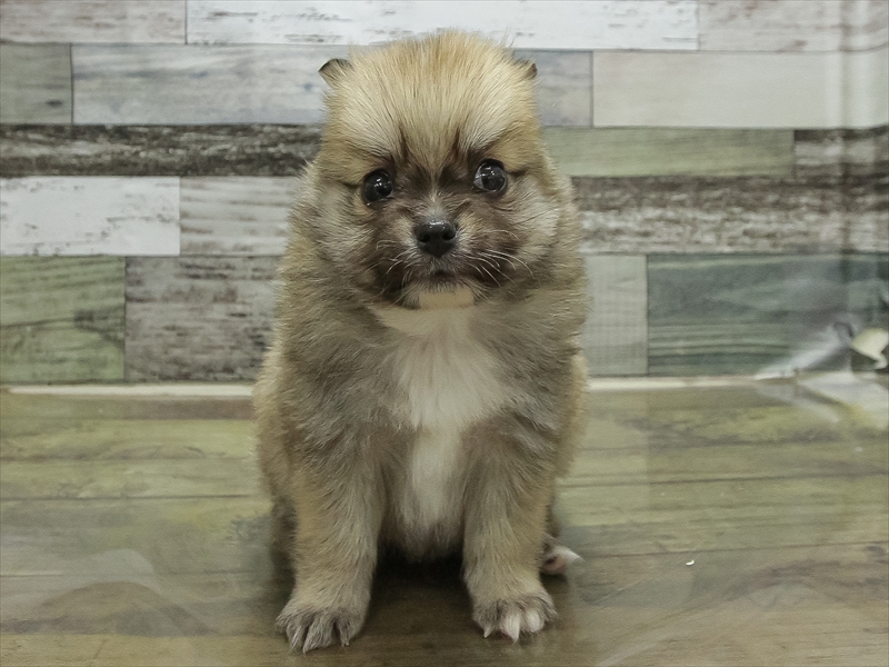 兵庫県のポメチワ/チワポメ/ポメチー(ポメラニアン×チワワ) (ワンラブブルメール舞多聞店/2025年11月21日生まれ/男の子/セーブルホワイト)の子犬の3枚目の画像