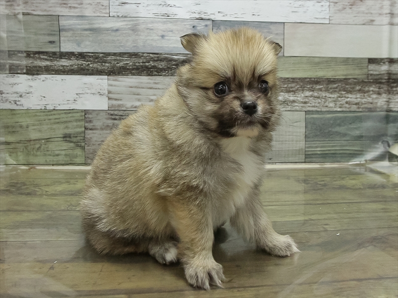 兵庫県のポメチワ/チワポメ/ポメチー(ポメラニアン×チワワ) (ワンラブブルメール舞多聞店/2025年11月21日生まれ/男の子/セーブルホワイト)の子犬の2枚目の画像