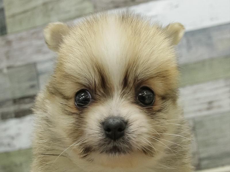 愛知県のポメチワ/チワポメ/ポメチー(ポメラニアン×チワワ) (ワンラブ名古屋守山インター総本店/2025年11月21日生まれ/男の子/セーブルホワイト)の子犬の1枚目の画像