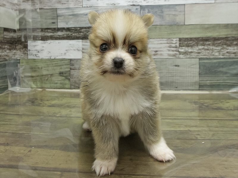 愛知県のポメチワ/チワポメ/ポメチー(ポメラニアン×チワワ) (ワンラブ名古屋守山インター総本店/2025年11月21日生まれ/男の子/セーブルホワイト)の子犬の3枚目の画像