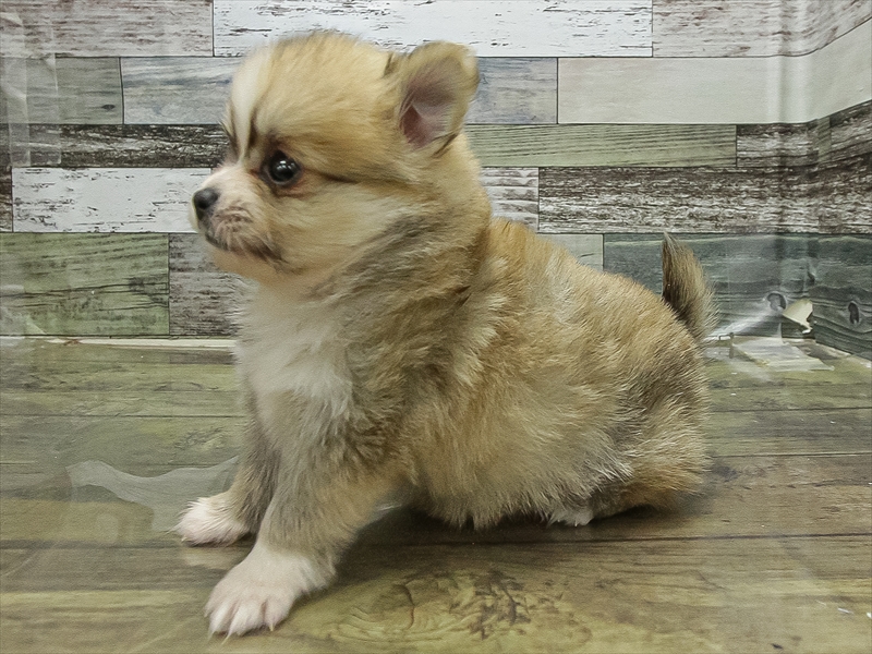 愛知県のポメチワ/チワポメ/ポメチー(ポメラニアン×チワワ) (ワンラブ名古屋守山インター総本店/2025年11月21日生まれ/男の子/セーブルホワイト)の子犬の2枚目の画像