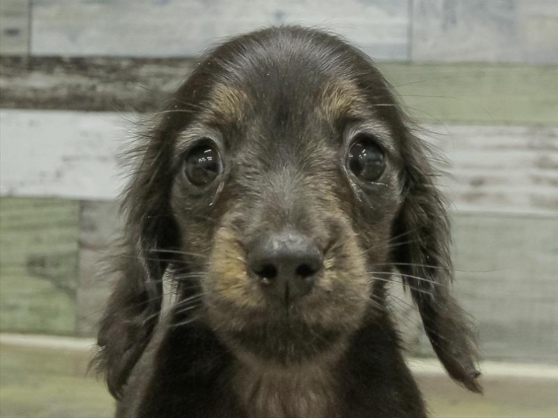 愛知県のミニチュアダックスフンド(ロング) (ワンラブ名古屋守山インター総本店/2025年11月15日生まれ/男の子/ブラックタンブリンドル)の子犬の1枚目の画像