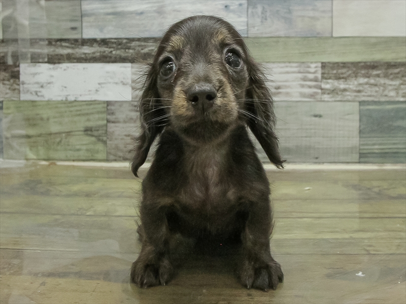 愛知県のミニチュアダックスフンド(ロング) (ワンラブ名古屋守山インター総本店/2025年11月15日生まれ/男の子/ブラックタンブリンドル)の子犬の3枚目の画像