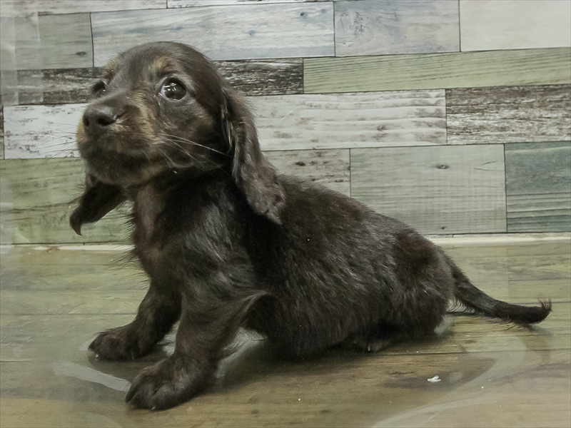 愛知県のミニチュアダックスフンド(ロング) (ワンラブ名古屋守山インター総本店/2025年11月15日生まれ/男の子/ブラックタンブリンドル)の子犬の2枚目の画像