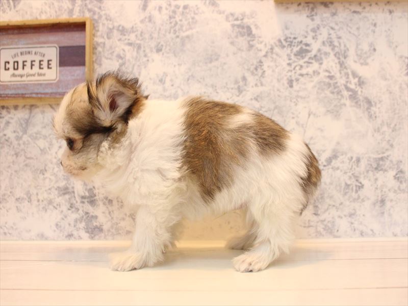 埼玉県のチワマル/マルチワ(チワワ×マルチーズ) (ワンラブ埼玉寄居店/2025年11月23日生まれ/男の子/ホワイトブラウン)の子犬の3枚目の画像