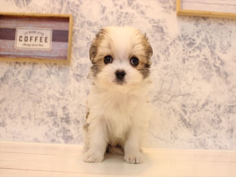 埼玉県のチワマル/マルチワ(チワワ×マルチーズ) (ワンラブ埼玉寄居店/2025年11月23日生まれ/男の子/ホワイトブラウン)の子犬の2枚目の画像