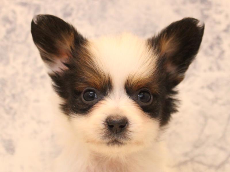 埼玉県のパピヨン (ワンラブアリオ鷲宮店/2025年11月24日生まれ/男の子/ホワイトブラウン)の子犬の1枚目の画像