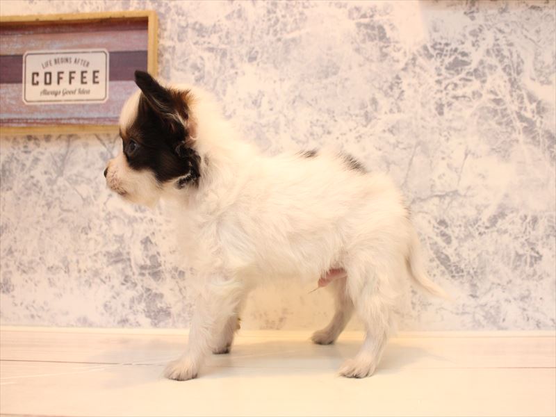 埼玉県のパピヨン (ワンラブアリオ鷲宮店/2025年11月24日生まれ/男の子/ホワイトブラウン)の子犬の3枚目の画像