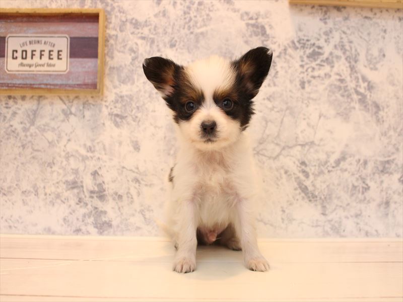 埼玉県のパピヨン (ワンラブアリオ鷲宮店/2025年11月24日生まれ/男の子/ホワイトブラウン)の子犬の2枚目の画像