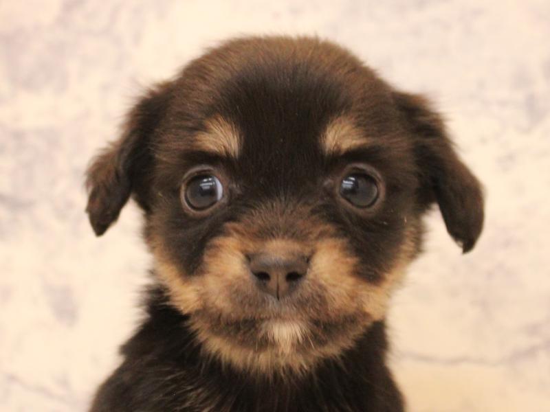 愛知県のチワックス(チワワ×ダックス) (ワンラブ名古屋守山インター総本店/2025年11月24日生まれ/女の子/ブラックタン)の子犬の1枚目の画像