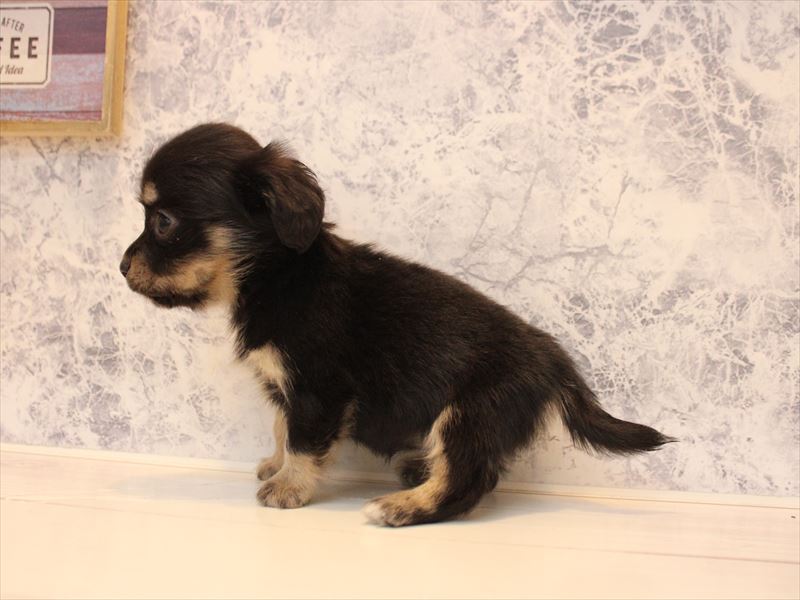 愛知県のチワックス(チワワ×ダックス) (ワンラブ名古屋守山インター総本店/2025年11月24日生まれ/女の子/ブラックタン)の子犬の3枚目の画像