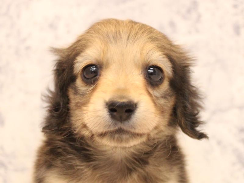 埼玉県のカニンヘンダックスフンド(ロング) (ワンラブアリオ川口店/2025年11月23日生まれ/女の子/シェーデットイエロー)の子犬の1枚目の画像