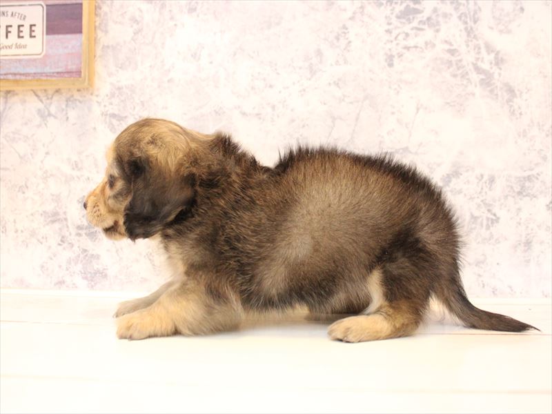 埼玉県のカニンヘンダックスフンド(ロング) (ワンラブアリオ川口店/2025年11月23日生まれ/女の子/シェーデットイエロー)の子犬の3枚目の画像