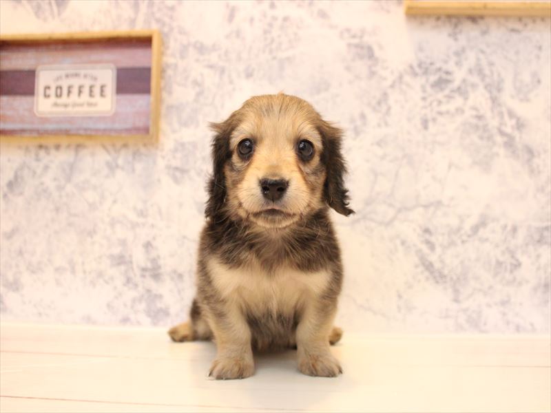 埼玉県のカニンヘンダックスフンド(ロング) (ワンラブアリオ川口店/2025年11月23日生まれ/女の子/シェーデットイエロー)の子犬の2枚目の画像