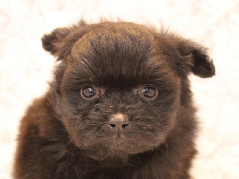 埼玉県のポメプー(ポメラニアン×プードル) (ワンラブカインズ蓮田店/2025年11月20日生まれ/女の子/ブラック)の子犬の1枚目の画像