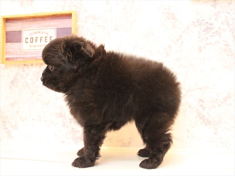 埼玉県のポメプー(ポメラニアン×プードル) (ワンラブカインズ蓮田店/2025年11月20日生まれ/女の子/ブラック)の子犬の3枚目の画像