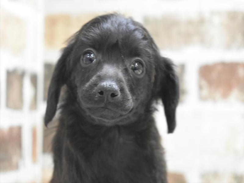 愛知県のチャイニーズクレステッドドッグ (ワンラブドン・キホーテ緑店(FC)/2025年11月25日生まれ/女の子/ブラック)の子犬の1枚目の画像