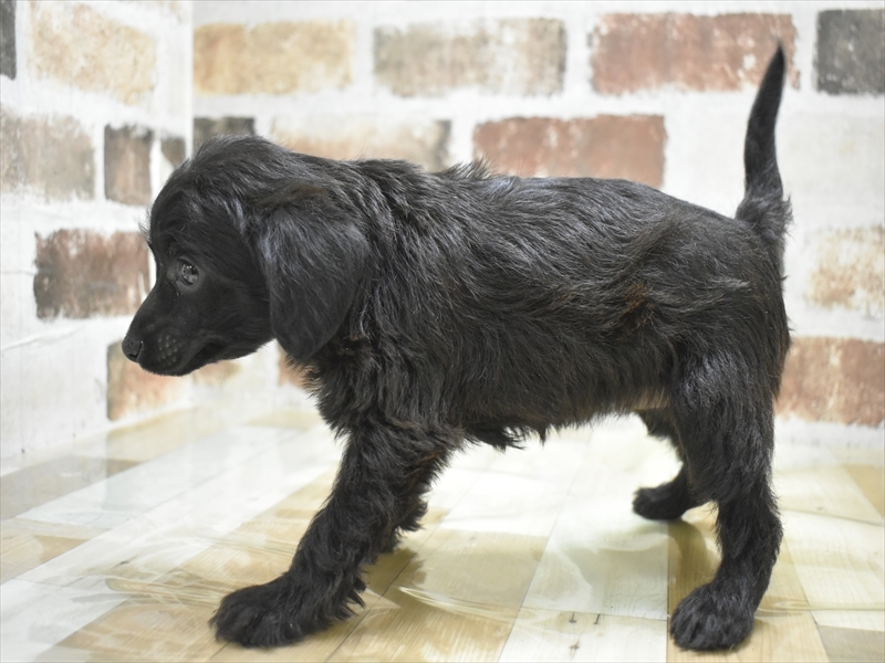 愛知県のチャイニーズクレステッドドッグ (ワンラブドン・キホーテ緑店(FC)/2025年11月25日生まれ/女の子/ブラック)の子犬の3枚目の画像