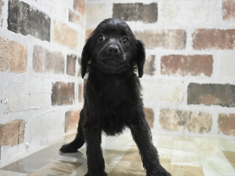 愛知県のチャイニーズクレステッドドッグ (ワンラブドン・キホーテ緑店(FC)/2025年11月25日生まれ/女の子/ブラック)の子犬の2枚目の画像