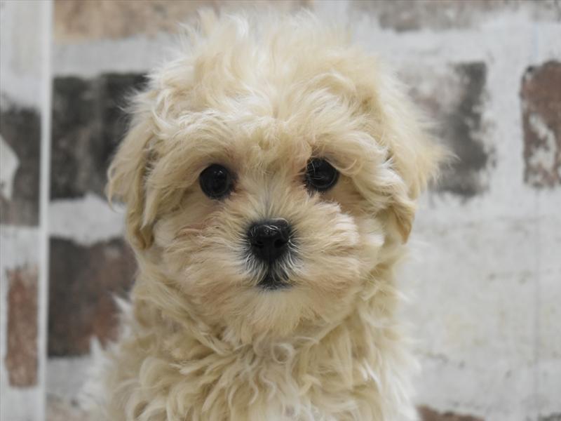 愛知県のマルプー(マルチーズ×プードル) (ワンラブドン・キホーテ緑店(FC)/2025年11月22日生まれ/女の子/アプリコット)の子犬の1枚目の画像