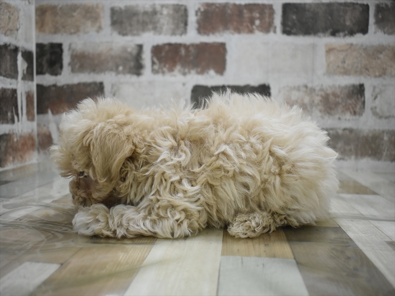 愛知県のマルプー(マルチーズ×プードル) (ワンラブドン・キホーテ緑店(FC)/2025年11月22日生まれ/女の子/アプリコット)の子犬の3枚目の画像