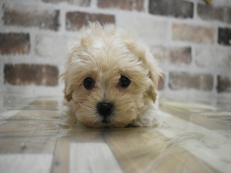 愛知県のマルプー(マルチーズ×プードル) (ワンラブドン・キホーテ緑店(FC)/2025年11月22日生まれ/女の子/アプリコット)の子犬の2枚目の画像