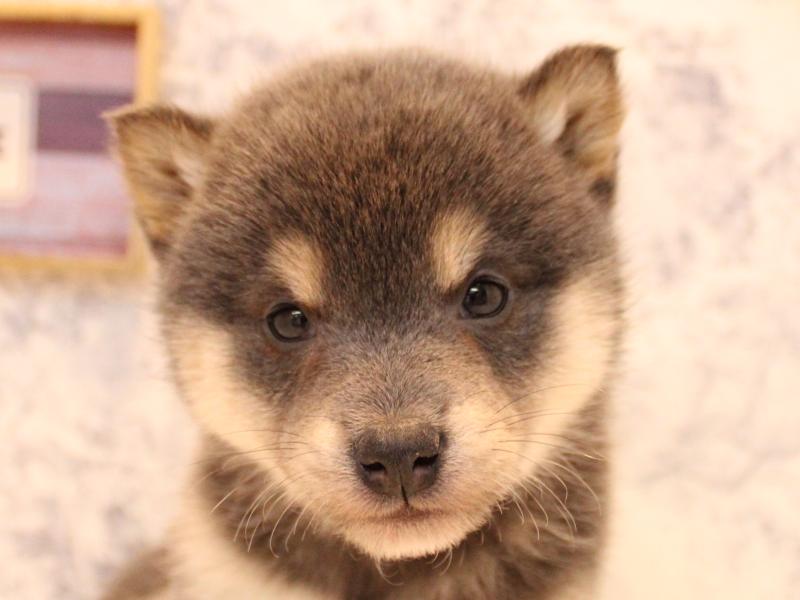 埼玉県の柴犬(標準サイズ) (ワンラブ埼玉寄居店/2025年11月26日生まれ/女の子/ブルー)の子犬の1枚目の画像