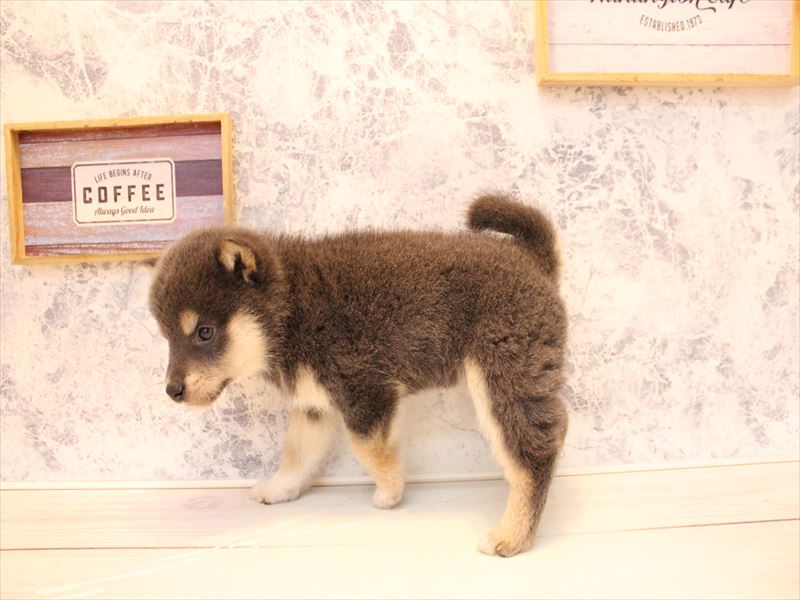 埼玉県の柴犬(標準サイズ) (ワンラブ埼玉寄居店/2025年11月26日生まれ/女の子/ブルー)の子犬の3枚目の画像