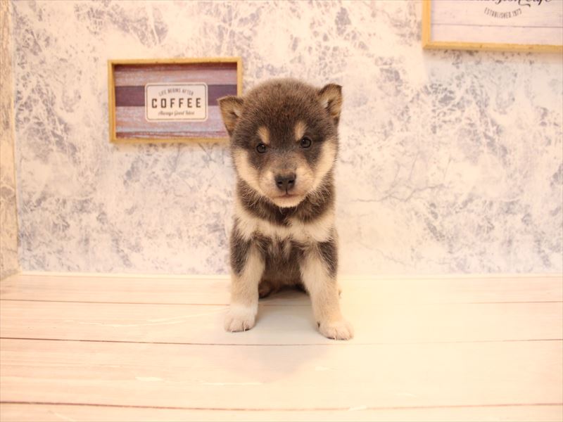 埼玉県の柴犬(標準サイズ) (ワンラブ埼玉寄居店/2025年11月26日生まれ/女の子/ブルー)の子犬の2枚目の画像