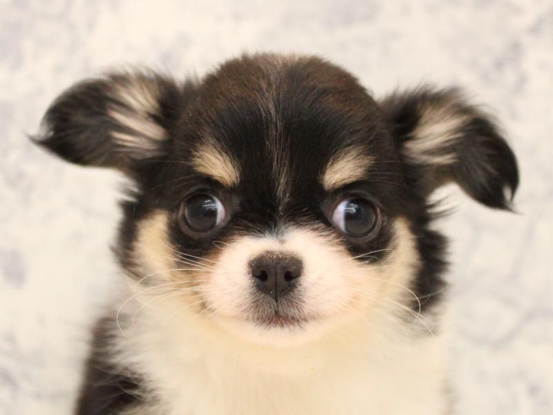 福岡県のチワワ(ロング) (ワンラブ福岡総本店/2025年11月29日生まれ/女の子/ブラックタンホワイト)の子犬の1枚目の画像